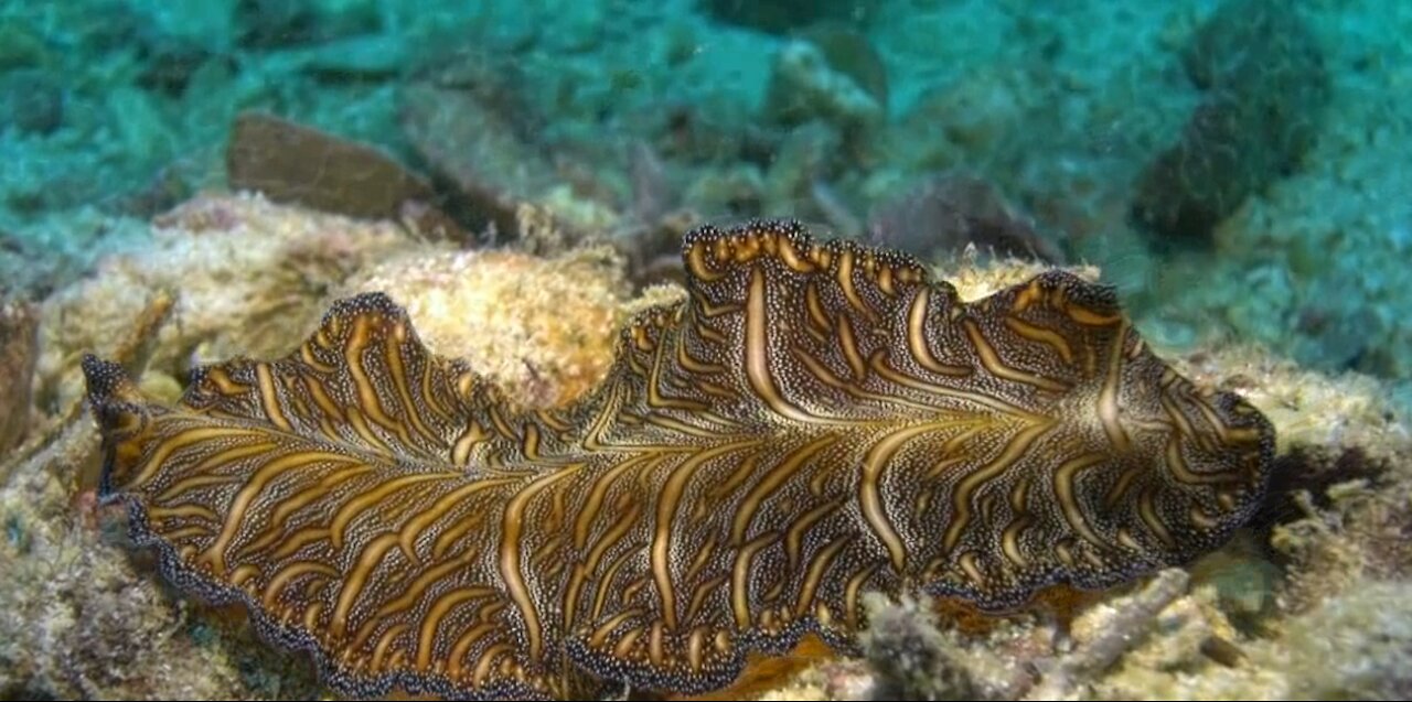 Swimming Flatworm, Yawning Lion fish and a Cuttlefish Changing Colour