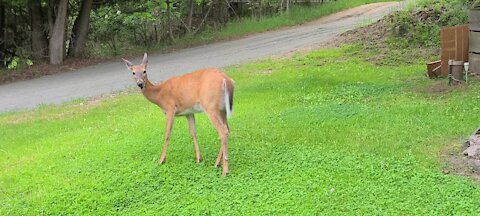 Mother deer without fawn