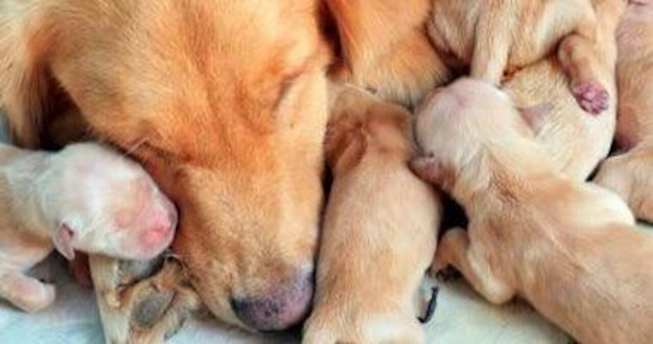 A group of puppies breastfeeding their mother .... great shots .. ♥ ️ ♥ ️ ♥ ️So sweet