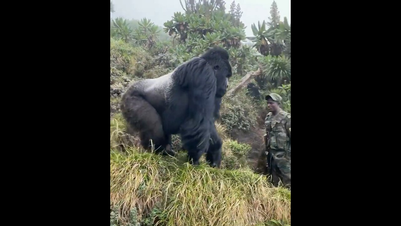 Gorilla vs Rwandan soldier