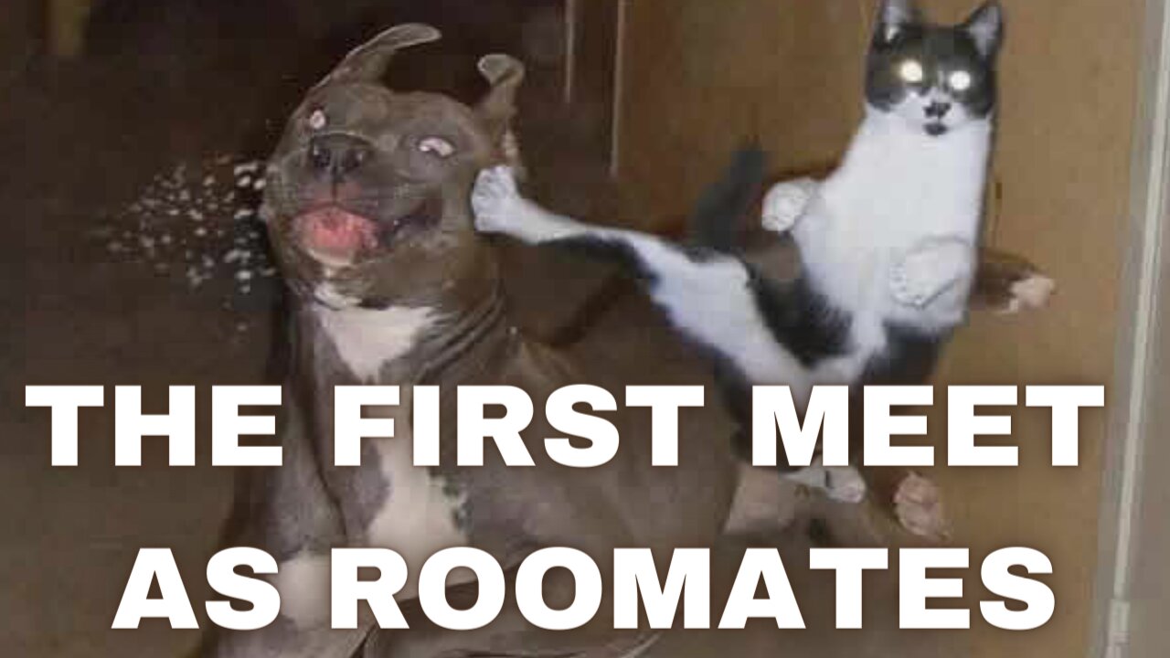 The First Meet Between Dogs and Cats as Roomates