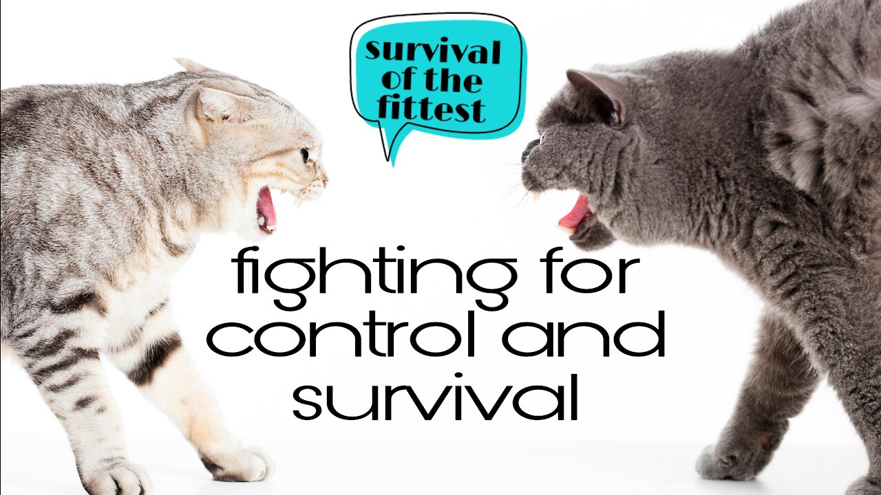 Two cats fight for control of an area, but in the end, something else happens