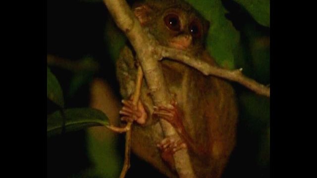 Tiny Monkey Faces Extinction