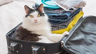 Dicas para viajar com gato em segurança