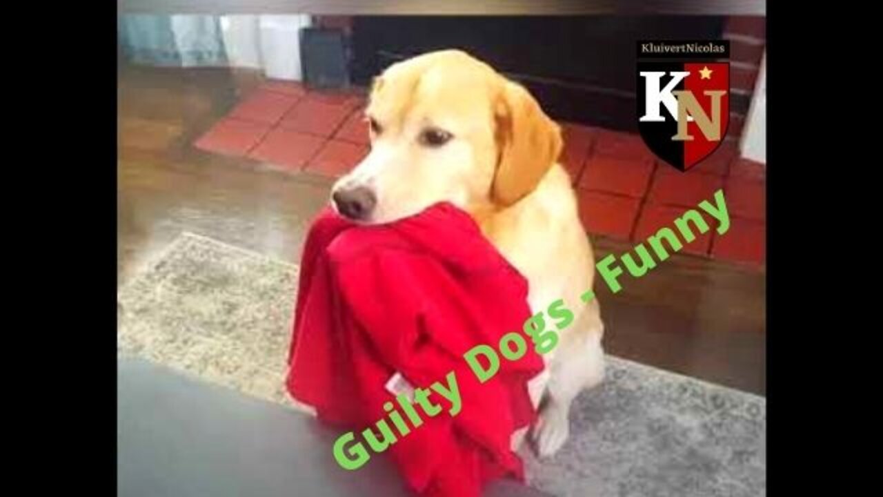 Guilty Dogs - Funny