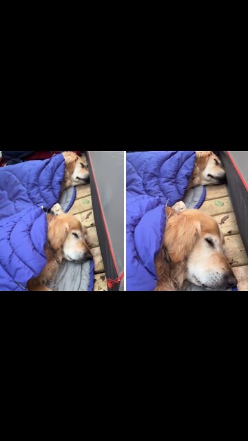 Golden Retrievers have tent slumber party