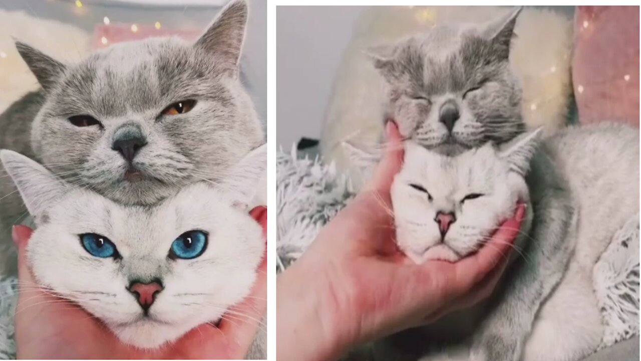 Funny cat on master hand