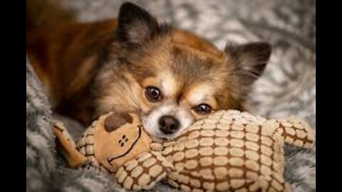 Baby_Dogs_-_Cute_and_Funny_Dog_Videos_Compilation_#9__Aww_Animals