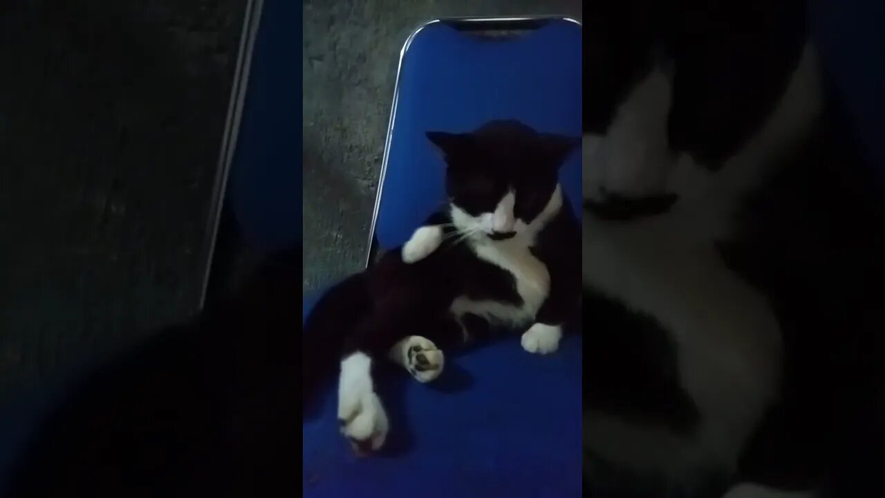 Hiburan dulu#shortvideo #countrycat #kucingvirallagibersihbersih