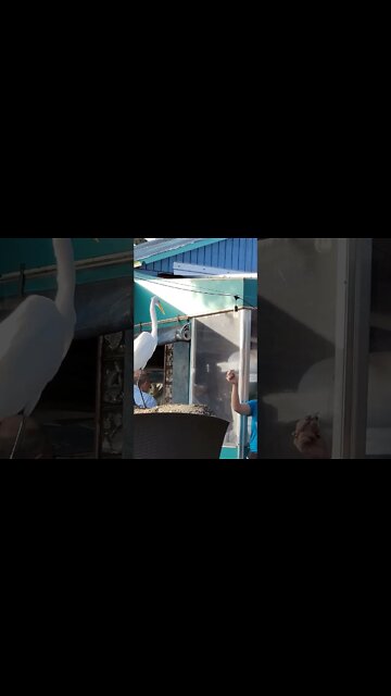 Great Egret playing catch at Hidden Treasures Rum Bar at Ponce Inlet Florida