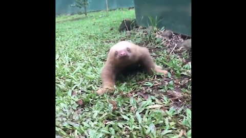 a cute sloth baby strolling in the park