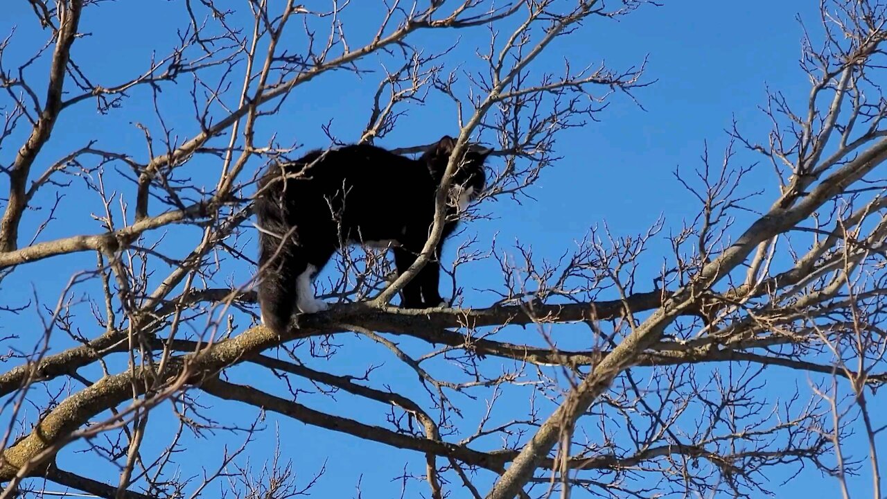 Kitty Cat Lands In the Wrong Yard *RESCUED*