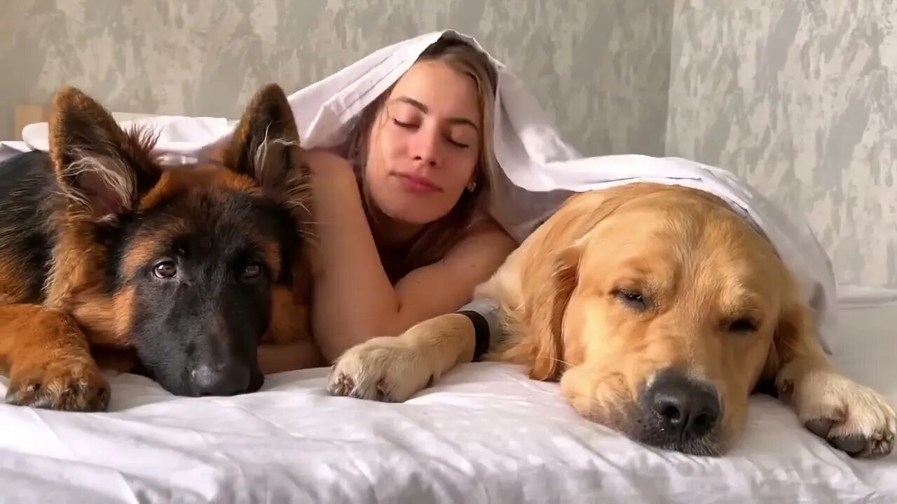 my dogs morning routine