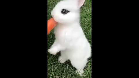 cute rabbit