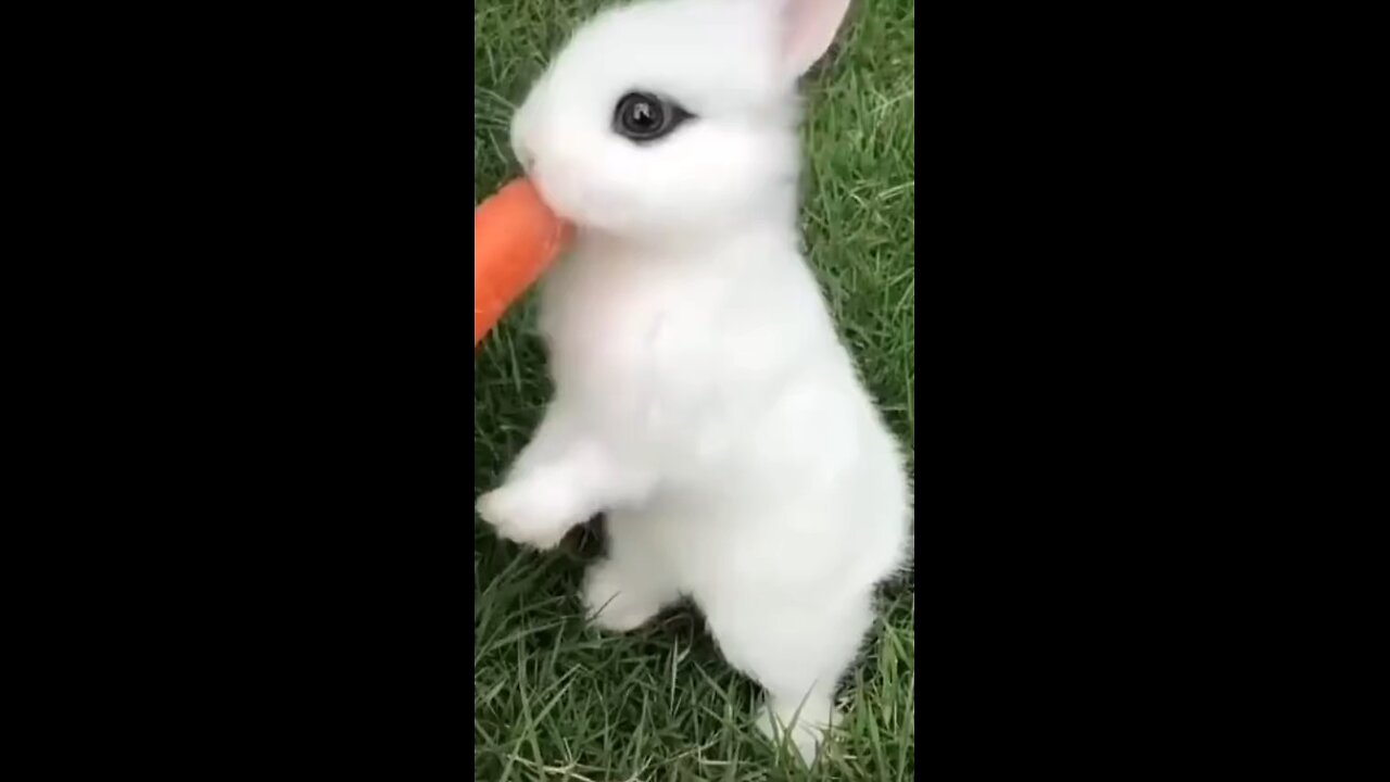 cute rabbit