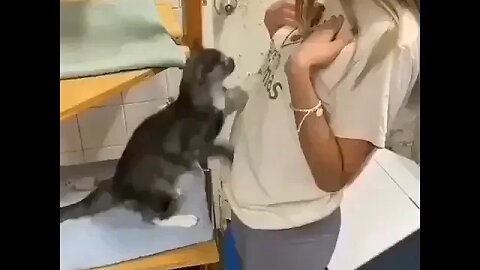 PLAYING CAT VIDEO MEAWWW