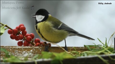 Birds nature color