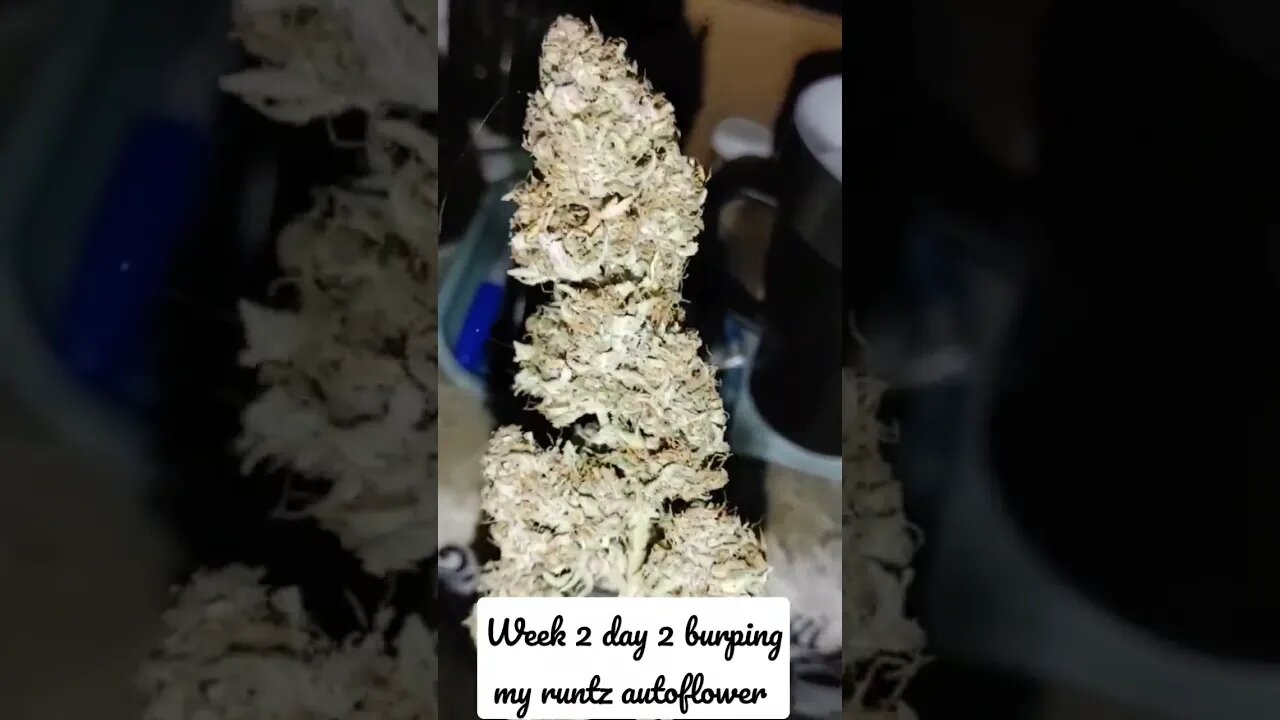 week two day two of cannabis curing this is one of the burpings I hope you guys enjoy