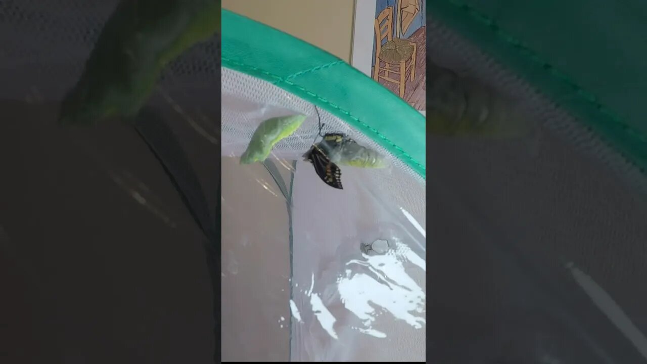 Time lapse: Caterpillar to Butterfly Metamorphosis