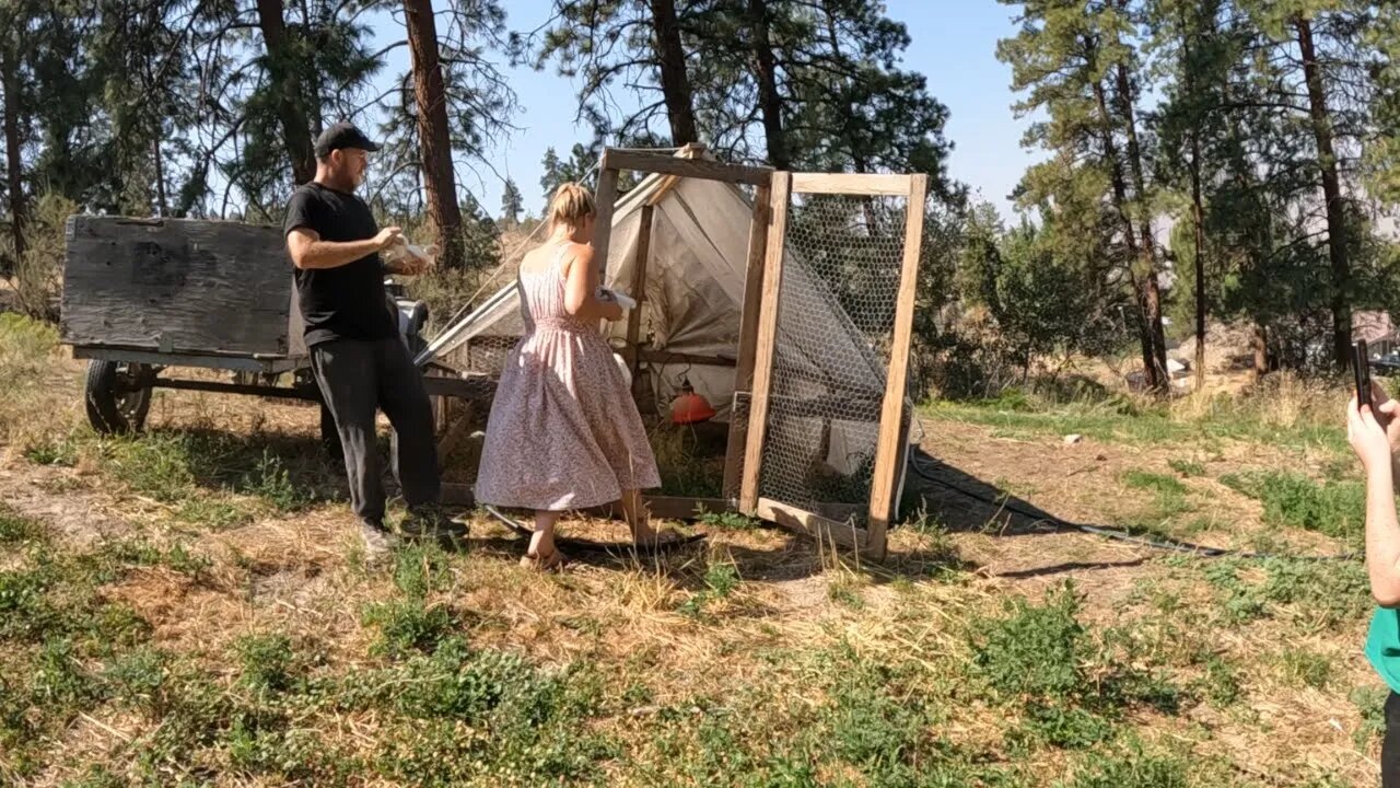 Out of The Brooder, On To Pasture!