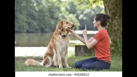 Learn the TOP 10 Essential Commands that you can use to train your Dogs