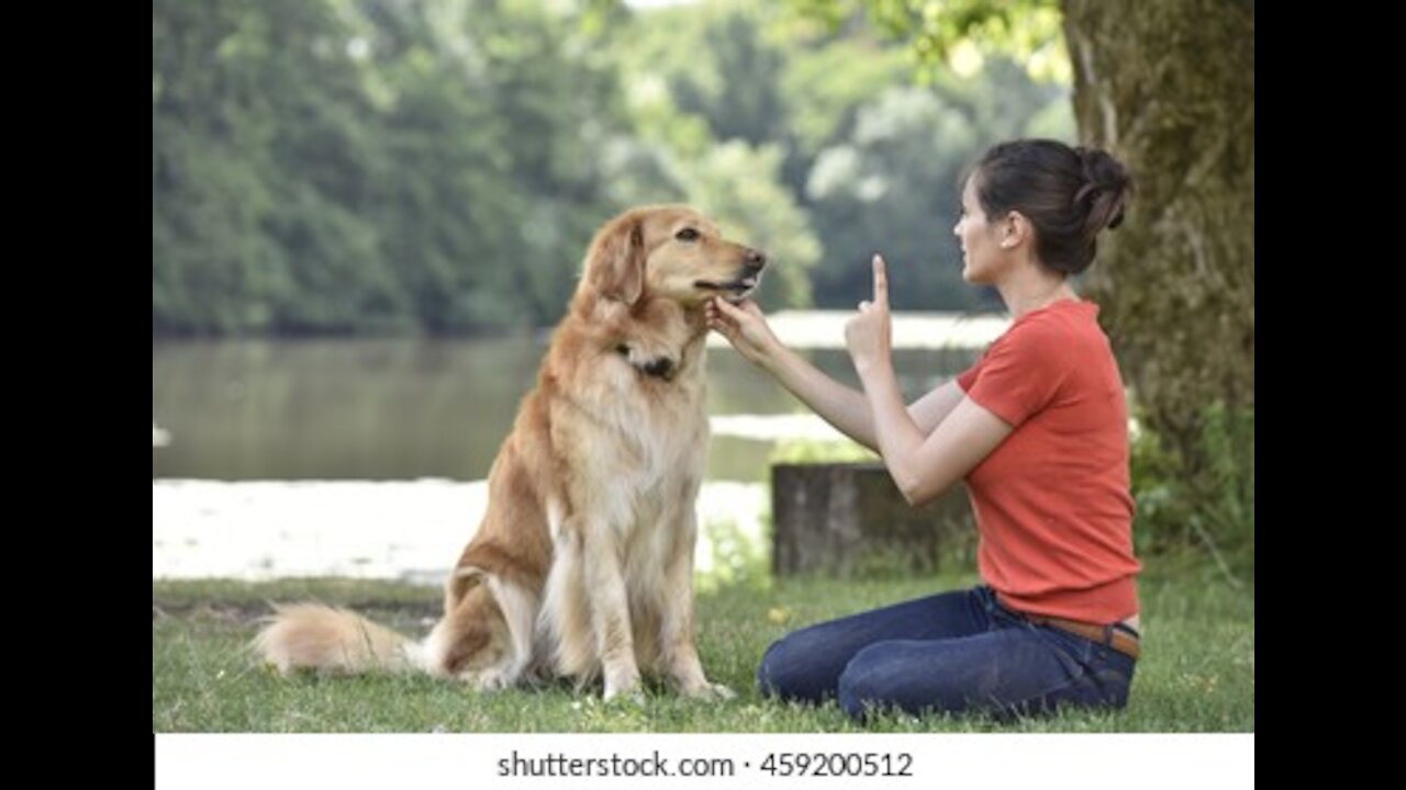 Learn the TOP 10 Essential Commands that you can use to train your Dogs