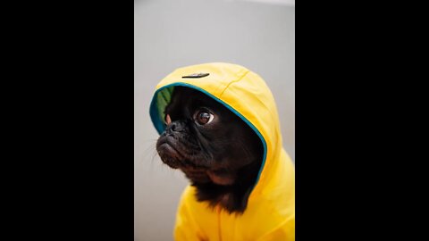 Funny and cute dogs compilations 2022~#6