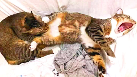 Cat and Dog are just being bad