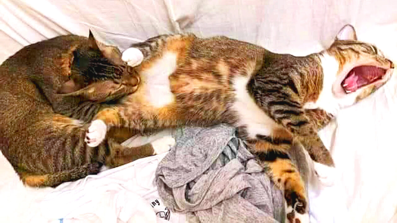 Cat and Dog are just being bad