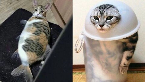 BEST CAT MEMES COMPILATION OF 2022