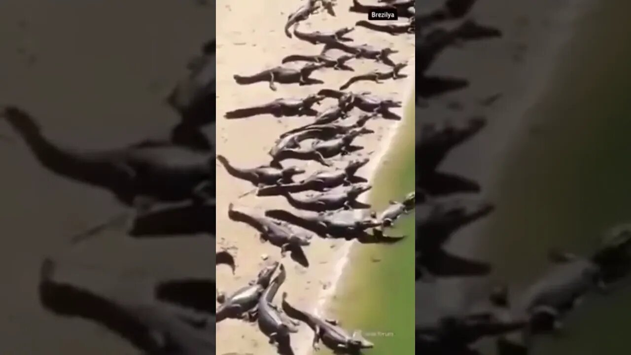 How many can you count 😳 #shorts #trendingshorts #wildlife #saintpee #viral