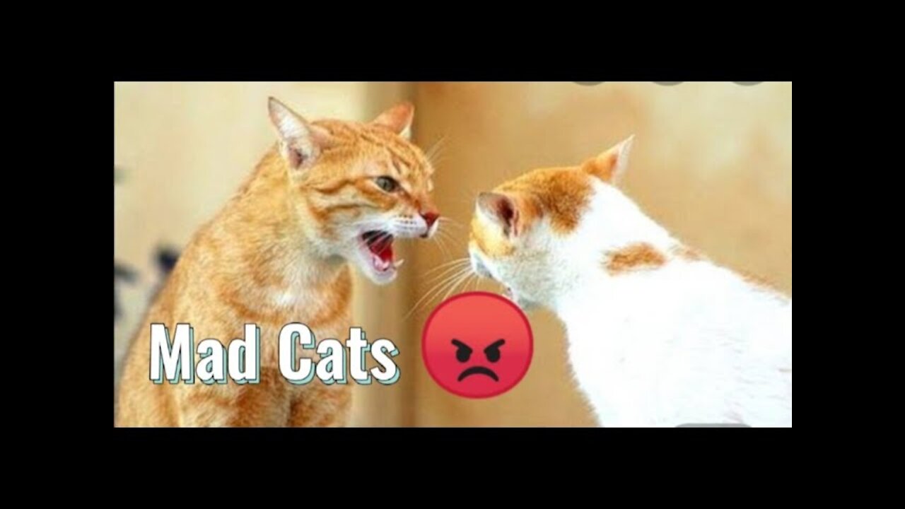 Fighting Couple Cats!☺️ | stay inlove ♥️ Cats Reaction