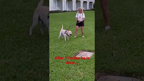 "Service Dog Gets Her Grass Fix After Hiking 11 Miles on Duty" #short