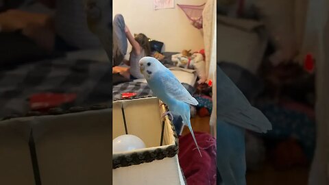 Cute Parakeet Bird Playing with LillyJade