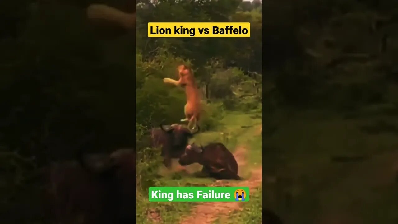 Lion attack buffalo||funny animals life||#Animals#TikTok#Shorts#GigoX#lion#wildlife