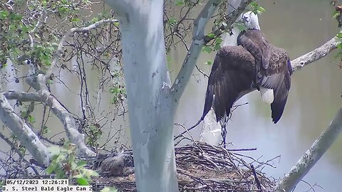USS Bald Eagle Cam 2 5-12-23 @ 12:26 - Claire heraldic pose and right wing stretch