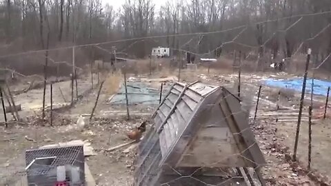 Snowmageddon 2016 Preparations & More Storm Damage & Dead Chickens