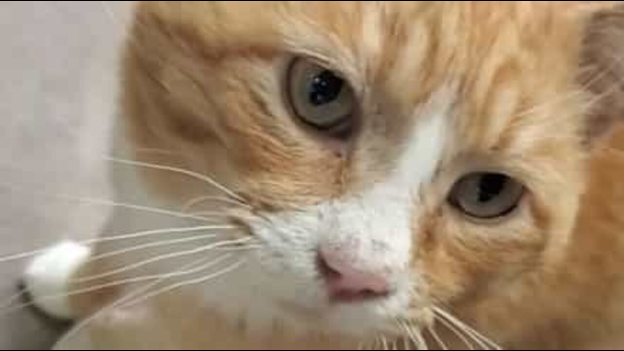 Har denne kat slugt en due?