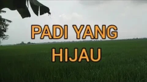 Hijaunya Padi dipagi Hari