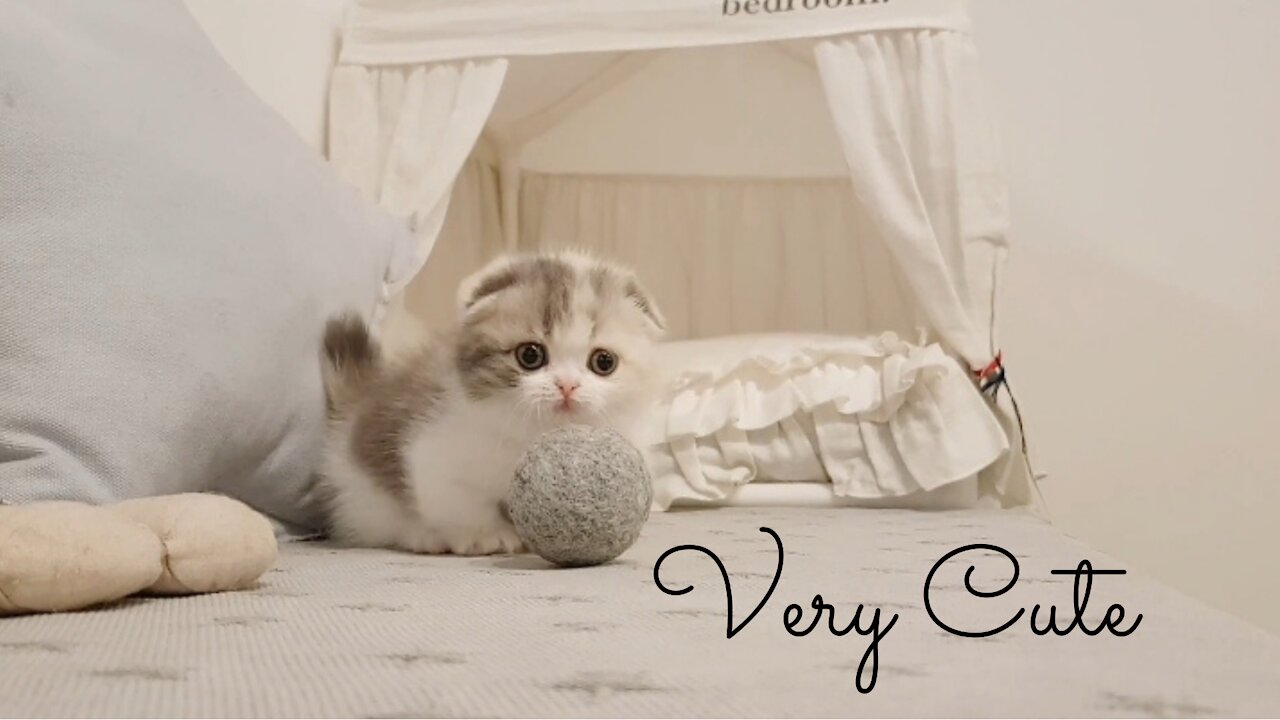 Cute kitten videos short leg cat- kimskennelUs 2