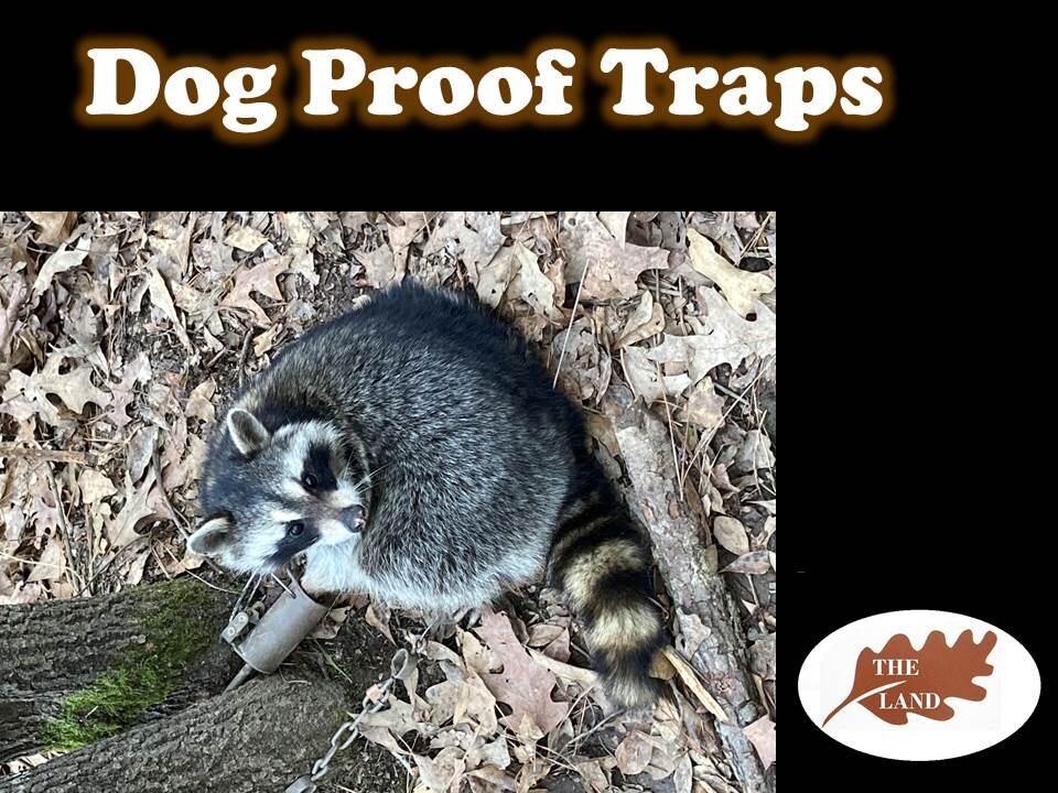 Dog Proof Trap Prep