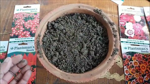 How To Grow Flower Seeds Fast (With Update)