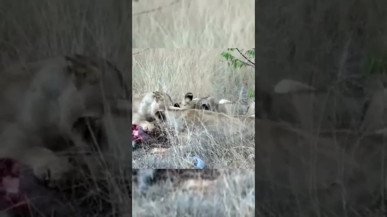 Lions Ripped Warthog Alive / Wildlife at its best