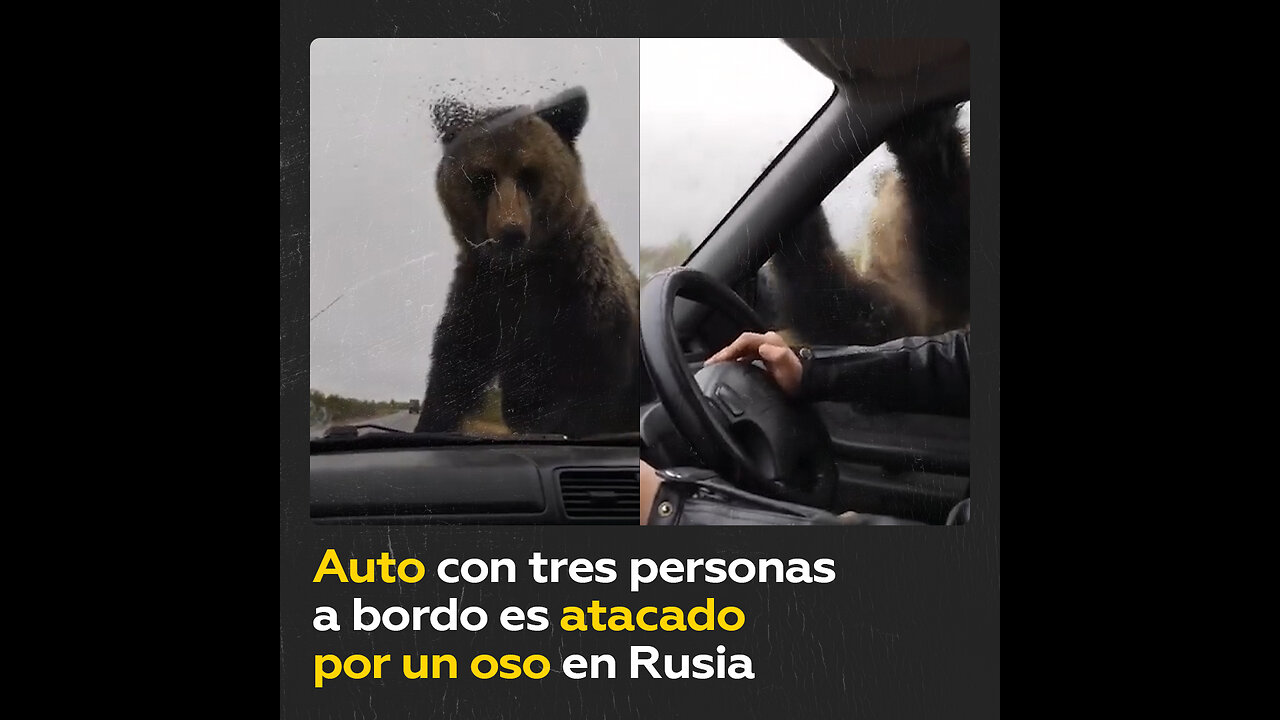 Rusia: Oso ataca un coche y rompe el limpiaparabrisas