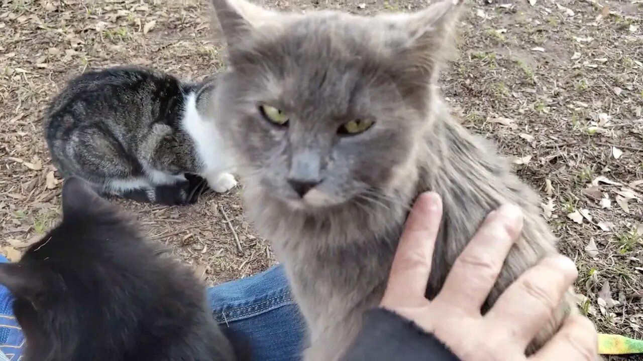 Wildewood Cat Colony Lap Cats Twinkie & Taz