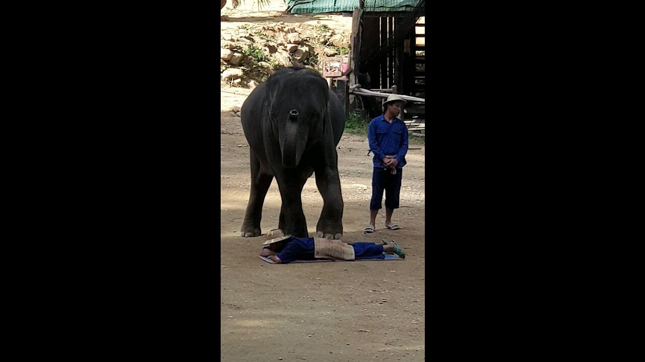 Chiang mia Elephant camp