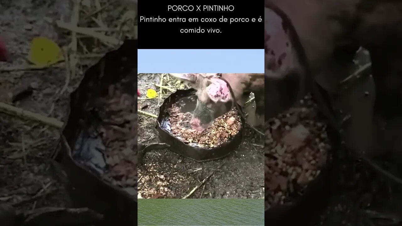 Porco come pintinho que entrou eu seu coxo