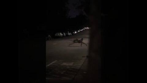 An Alien Creature - What is it?