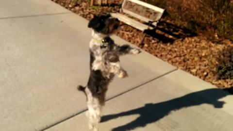 "Excited Pup Will Do Anything For His Ball"