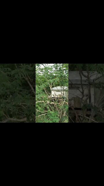 Mais uma captura enxame abelhas apis #shorts